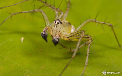 Male Green Lynx Spider - Peucetia spp.