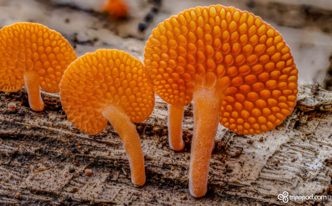 Orange Pore Fungus