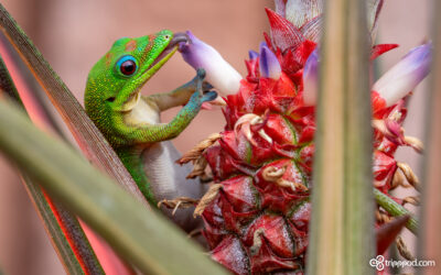 Gold Dust Day Gecko on miniature pineapple